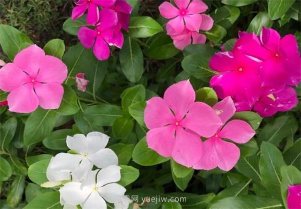 夏季養(yǎng)花要選對品種，推薦6種花卉適合高溫(圖4)