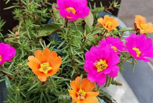 夏季養(yǎng)花要選對品種，推薦6種花卉適合高溫(圖5)