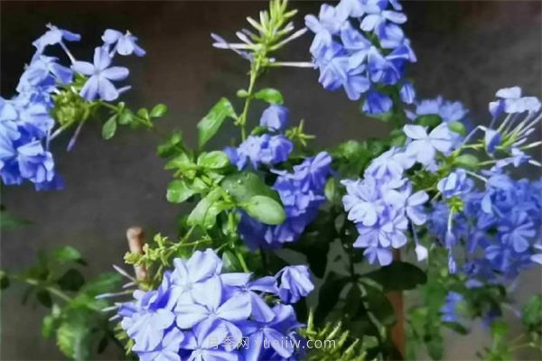 夏季養(yǎng)花要選對品種，推薦6種花卉適合高溫(圖6)