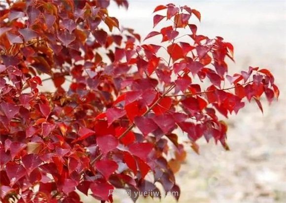 園林景觀中的12個紅葉苗木有哪些？(圖6)