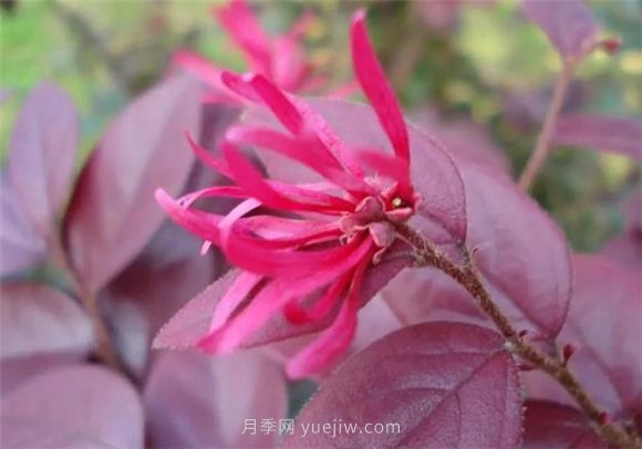 園林景觀中的12個紅葉苗木有哪些？(圖1)