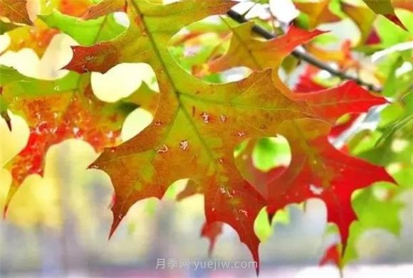 園林景觀中的12個紅葉苗木有哪些？(圖8)