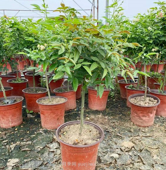 夏天能買月季苗么？盆栽月季苗成活率99.9%，就買她(圖2)