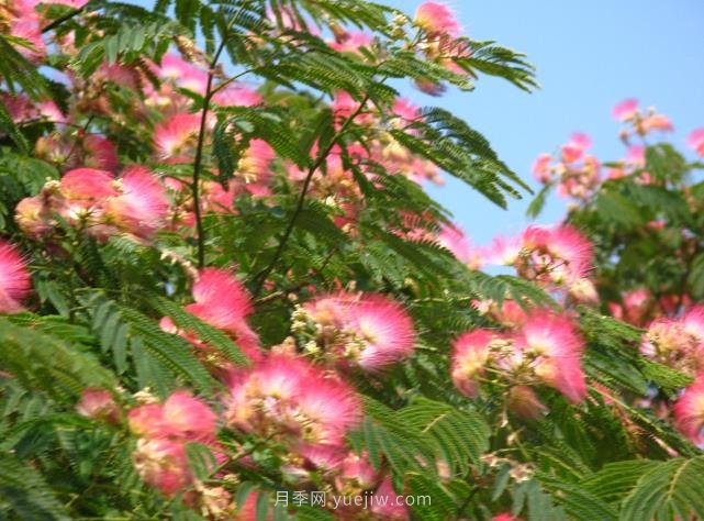 合歡樹是不是優(yōu)美易種的園林綠化樹種？(圖1)