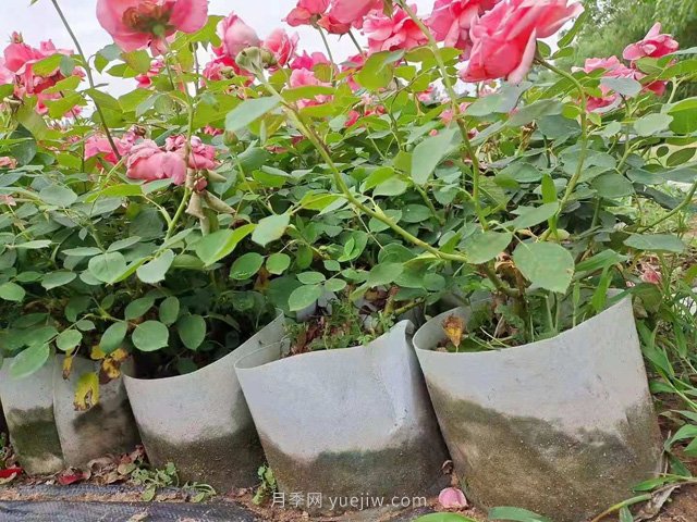 月季花海中的雜草怎樣清除？(圖1)