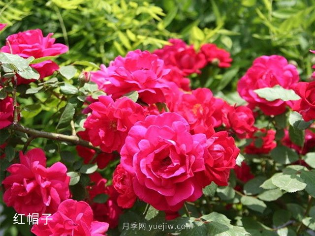 什么情況下可以占用永久基本農(nóng)田？補(bǔ)劃有什么要求？(圖1)