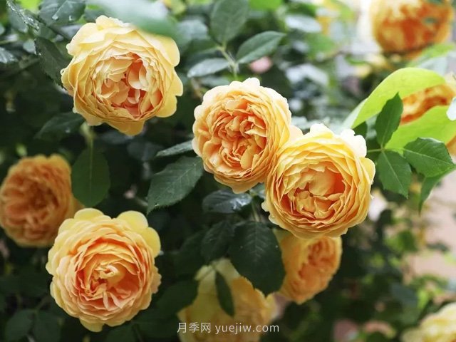 高溫天氣，該如何給月季植物保持水分？(圖1)