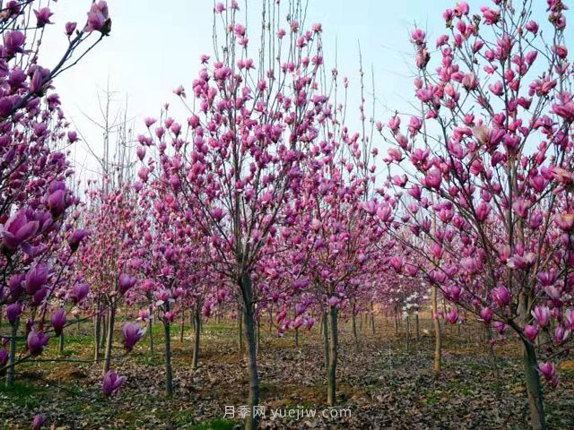 南陽玉蘭花養(yǎng)殖技術(圖1)