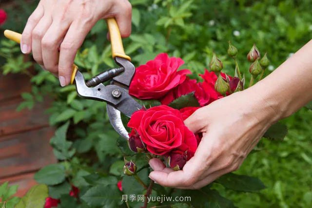 月季花后應(yīng)該如何修剪？正確修剪方法(圖1)