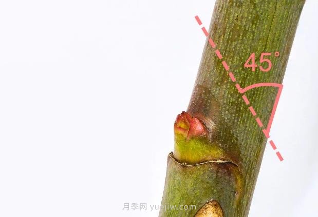 月季花后應(yīng)該如何修剪？正確修剪方法(圖2)