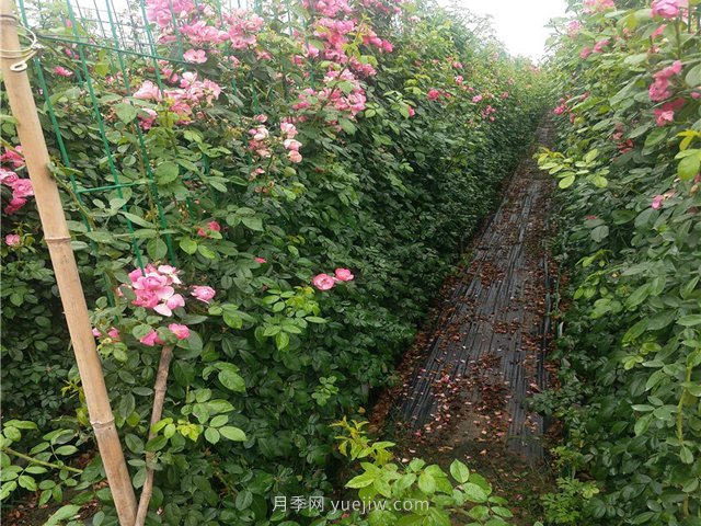 如何才能種植好藤本月季？(圖1)