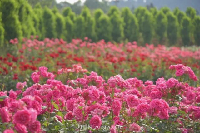 月季打造美麗鄉(xiāng)村，南陽月季美化衢州鄉(xiāng)村振興之路(圖1)
