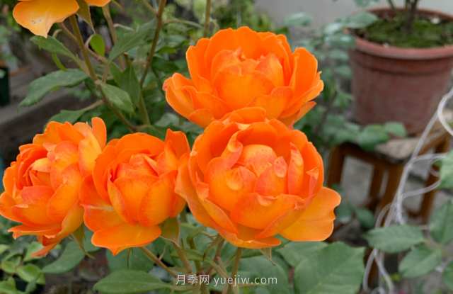 夏季入手藤本月季推薦5個品種，漂亮還好養(yǎng)(圖4)