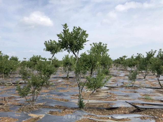 臨沂莒南北美冬青苗圃基地，可以做出上億產(chǎn)值(圖3)