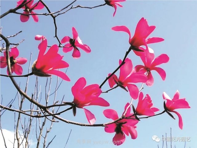玉蘭新品種，走出宜昌五峰的紅花玉蘭(圖1)