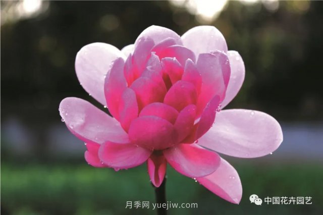 玉蘭新品種，走出宜昌五峰的紅花玉蘭(圖3)
