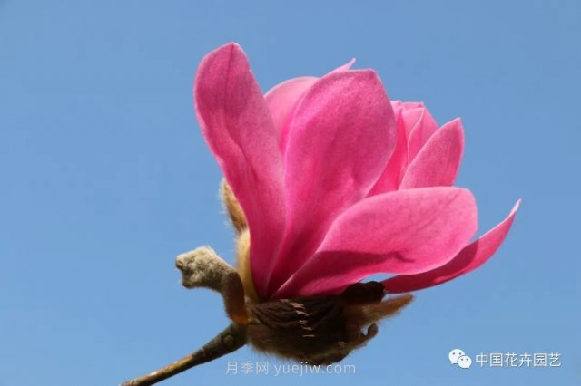 玉蘭新品種，走出宜昌五峰的紅花玉蘭(圖2)