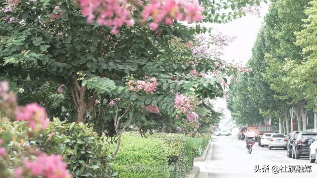 南陽(yáng)社旗：紫薇花開(kāi)香滿城(圖1)