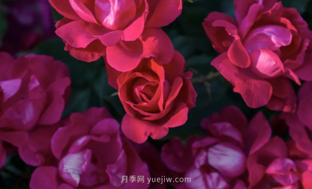 絕代佳人月季系列，這5個(gè)低維護(hù)月季到底什么來(lái)頭？(圖1)