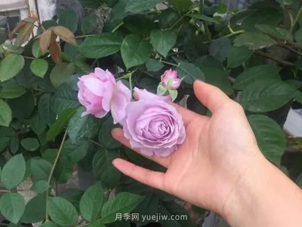 紫色系藤本月季都有哪些？(圖8)