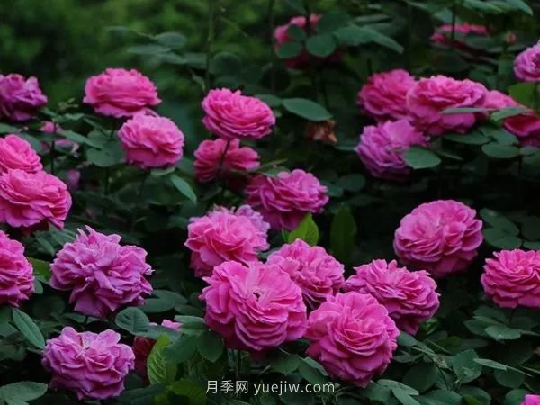紫色系藤本月季都有哪些？(圖5)