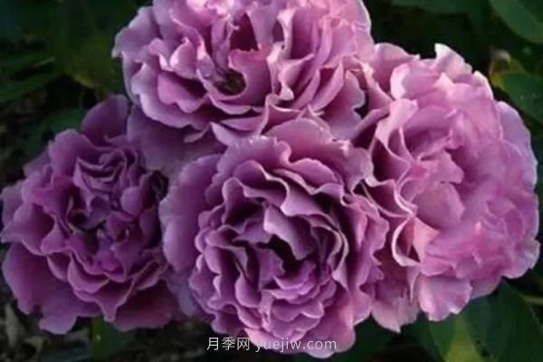 紫色系藤本月季都有哪些？(圖1)