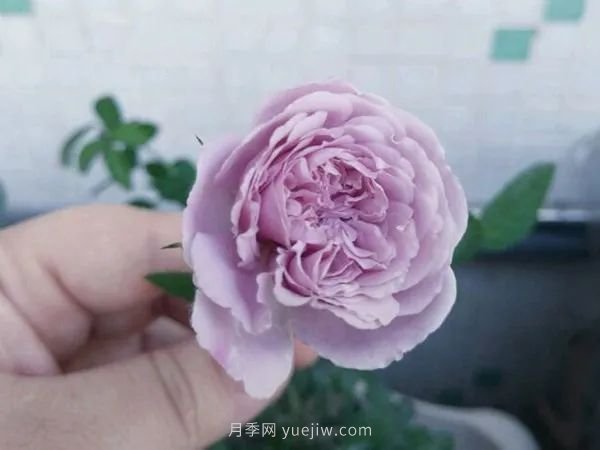 紫色系藤本月季都有哪些？(圖2)