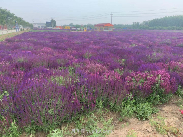 聊城芳香文化博覽園，鄉(xiāng)村振興巾幗示范基地(圖4)