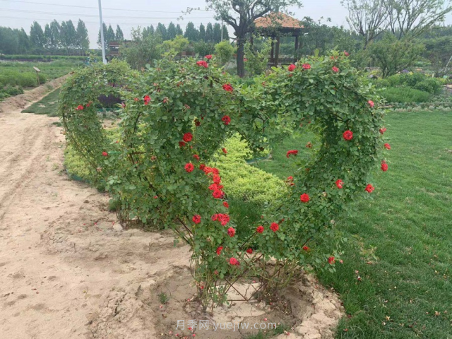 聊城芳香文化博覽園，鄉(xiāng)村振興巾幗示范基地(圖2)