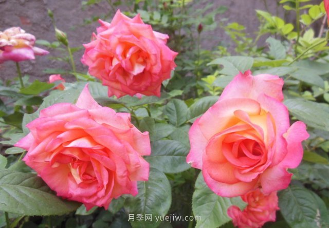 7月養(yǎng)這6種花卉，長(zhǎng)得快花量大適合新手(圖2)