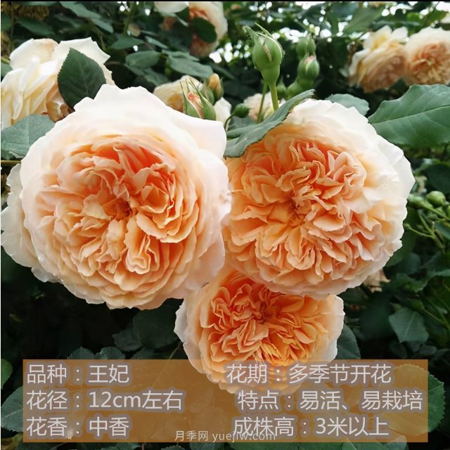 炎炎夏日有花香，推薦四款比較香的月季(圖4)