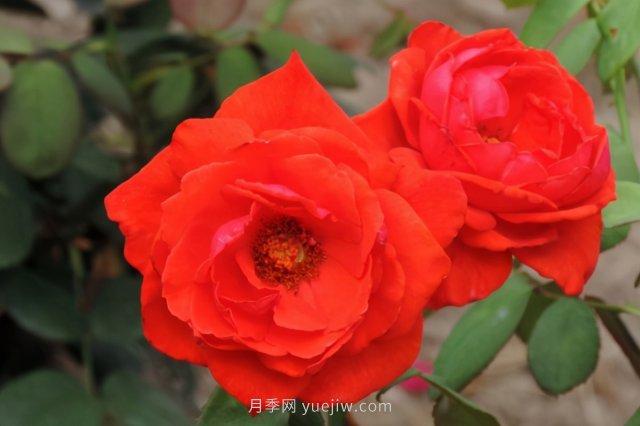 炎炎夏日有花香，推薦四款比較香的月季(圖3)