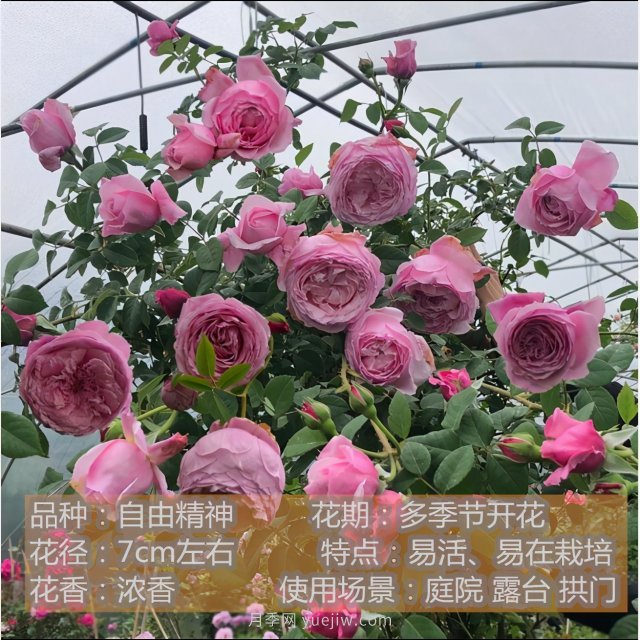 炎炎夏日有花香，推薦四款比較香的月季(圖1)