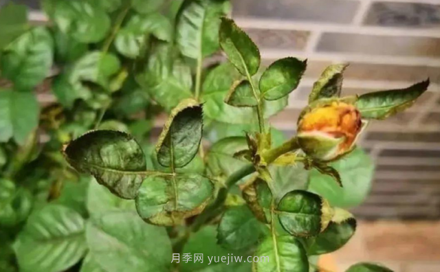 7月月季常爆發(fā)這3種蟲害，對癥下藥無煩惱(圖4)
