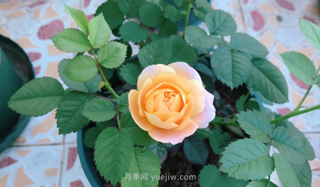 7月月季常爆發(fā)這3種蟲害，對癥下藥無煩惱(圖1)