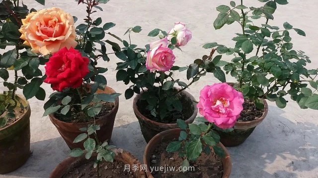 盆栽月季度夏養(yǎng)護(hù)手冊(cè)，病蟲害防治和促花技巧(圖1)