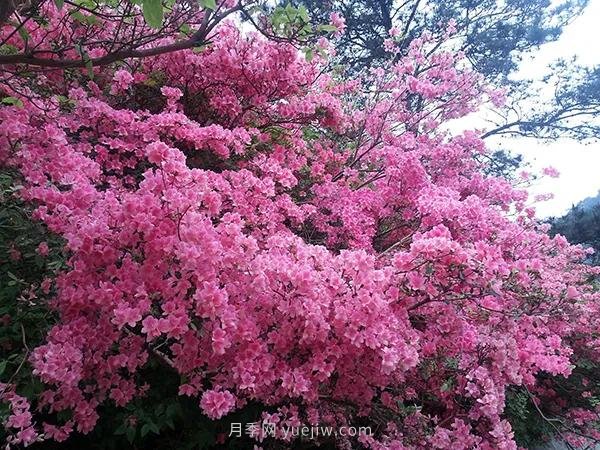 各地賞花經(jīng)濟(jì)興起，這些月季苗木又火了一把(圖2)