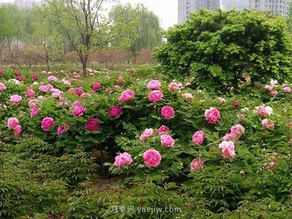 各地賞花經(jīng)濟(jì)興起，這些月季苗木又火了一把(圖4)