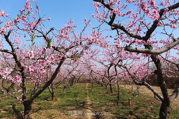 各地賞花經(jīng)濟(jì)興起，這些月季苗木又火了一把(圖1)