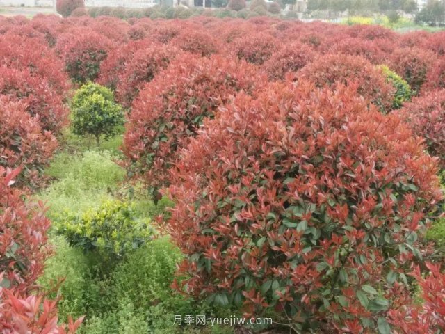 苗木從業(yè)者的新選擇，這積累花木受歡迎(圖5)