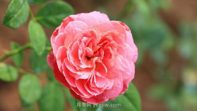 花友在家栽培月季花需要掌握的15條小知識(圖1)