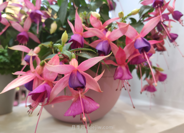 夏天不能買的7種花，再漂亮也要管住手(圖5)