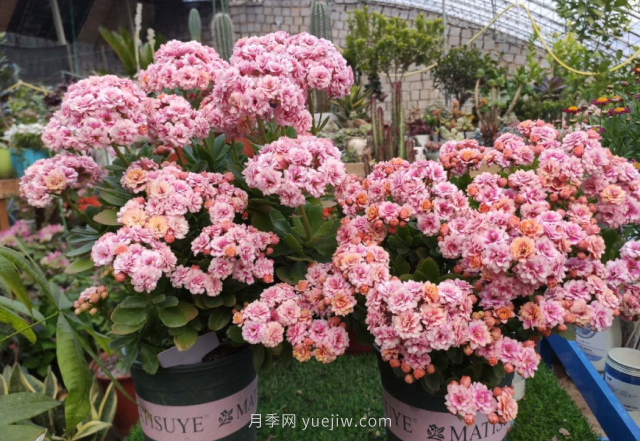 夏天不能買的7種花，再漂亮也要管住手(圖6)