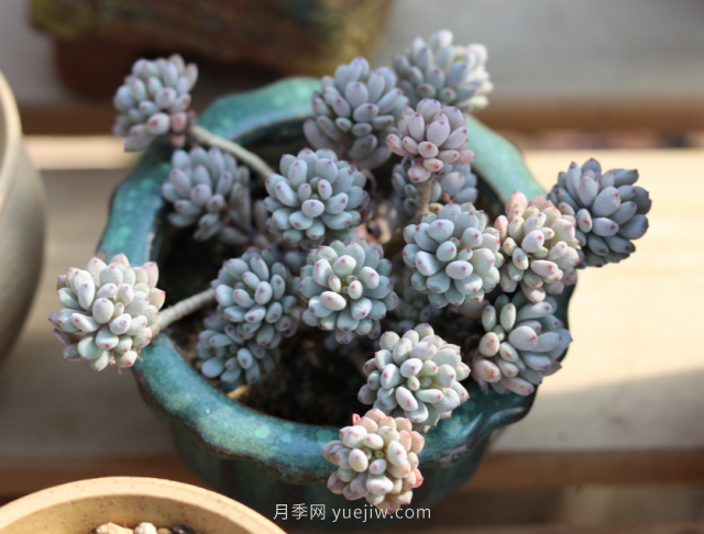 夏天不能買的7種花，再漂亮也要管住手(圖7)