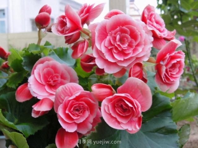 夏天不能買的7種花，再漂亮也要管住手(圖1)