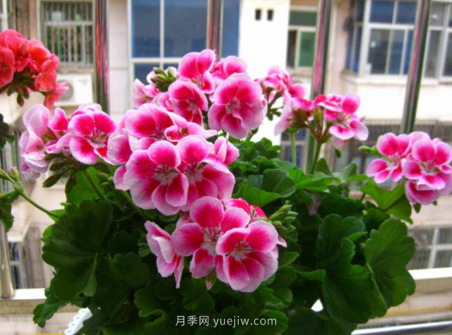 夏天不能買的7種花，再漂亮也要管住手(圖2)