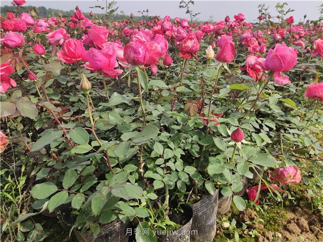 苗木養(yǎng)護(hù)繞不開的八個(gè)問題(圖1)