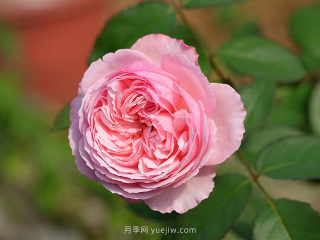 雨季如何做好苗木的防澇準(zhǔn)備工作，才能減少苗圃損失？(圖1)