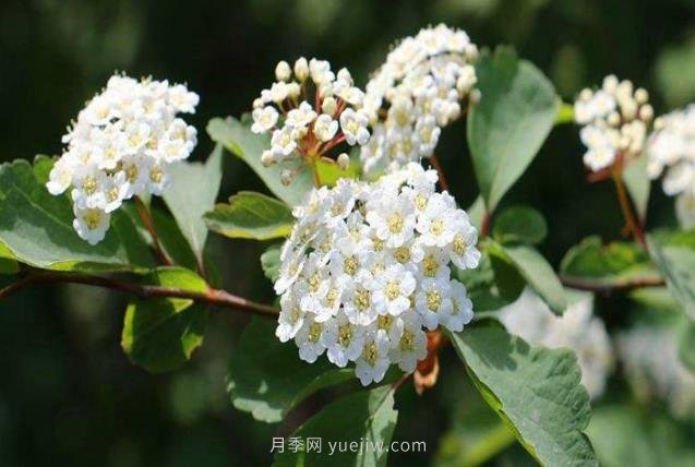 北方常見的16種護坡植物(圖1)
