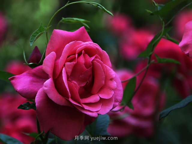 八月份園林養(yǎng)護技術(shù)要點(圖1)